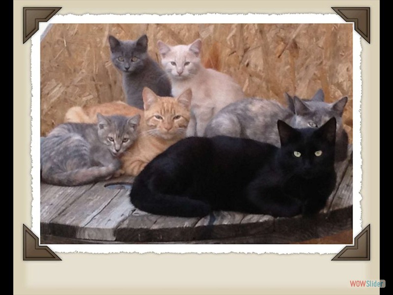 cat family portrait