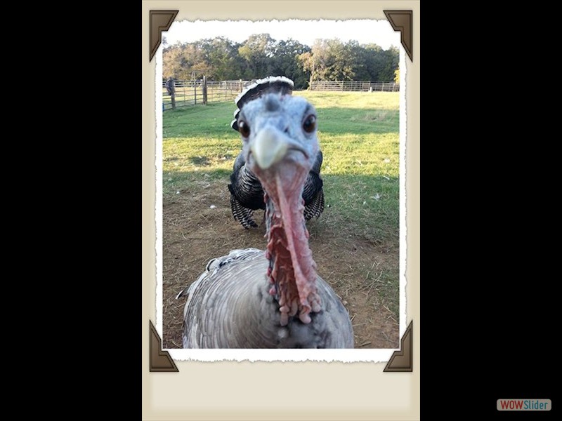 turkey closeup