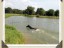 Rocky swimming in the pond