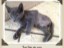 tripod kitten
