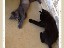 Tripod with black cat