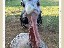 turkey closeup
